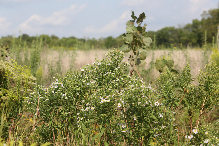 Full Size Image = 1388 K