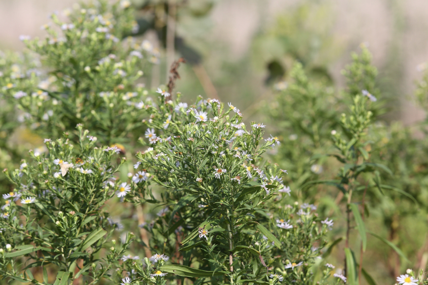 Full Size Image = 1054 K