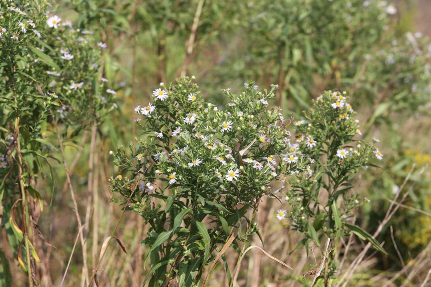 Full Size Image = 1283 K