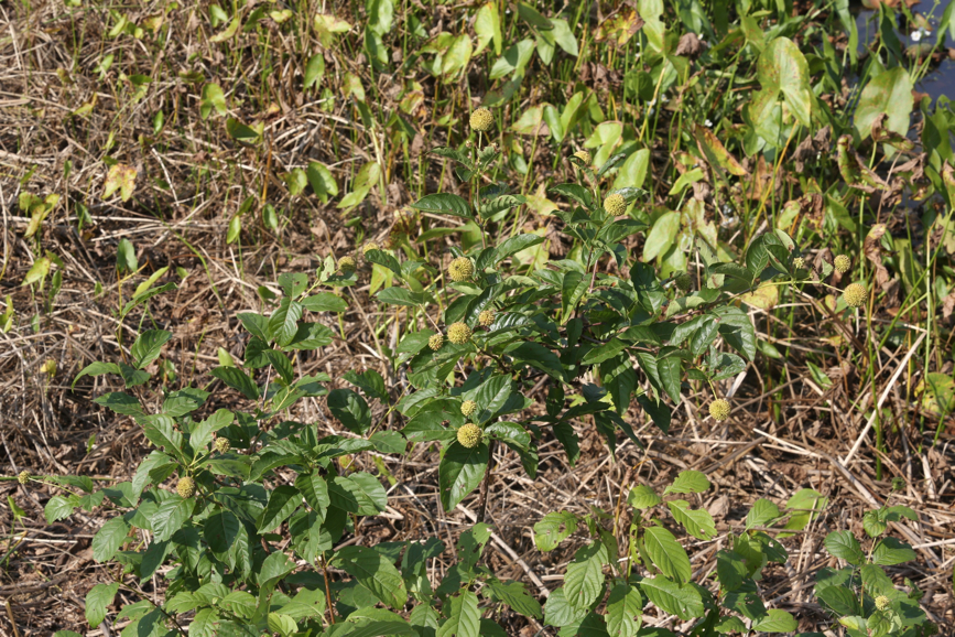 Full Size Image = 1841 K