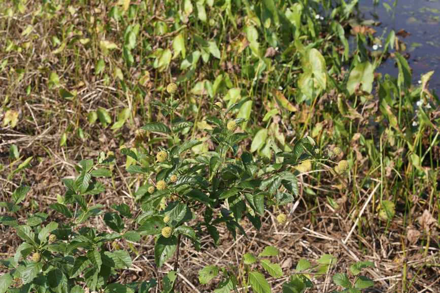 Full Size Image = 1633 K