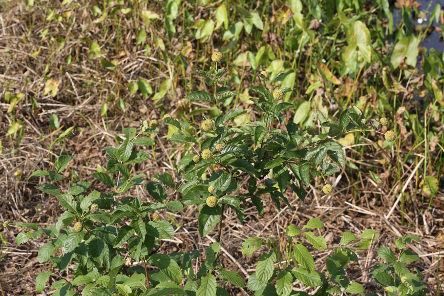 Full Size Image = 1677 K