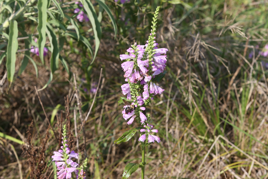 Full Size Image = 1147 K