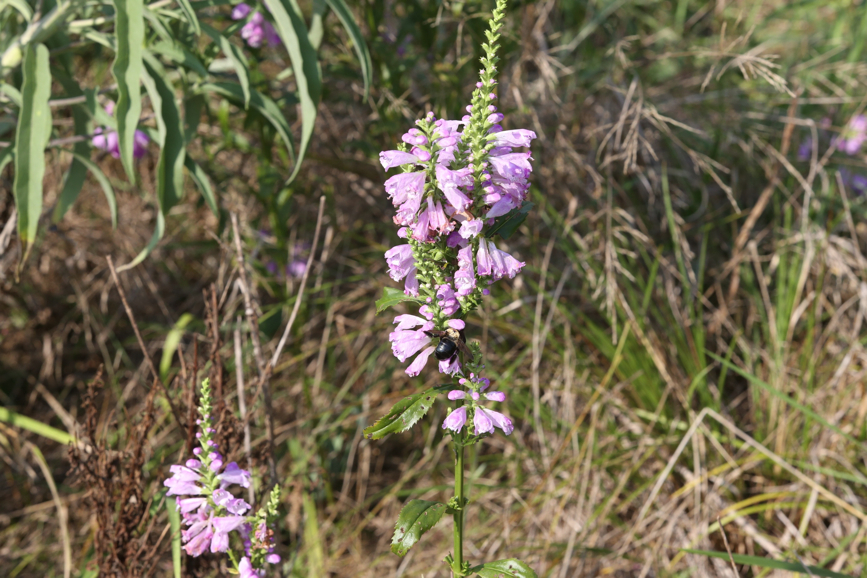 Full Size Image = 1172 K