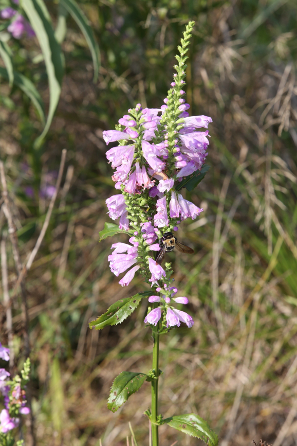 Full Size Image = 640 K