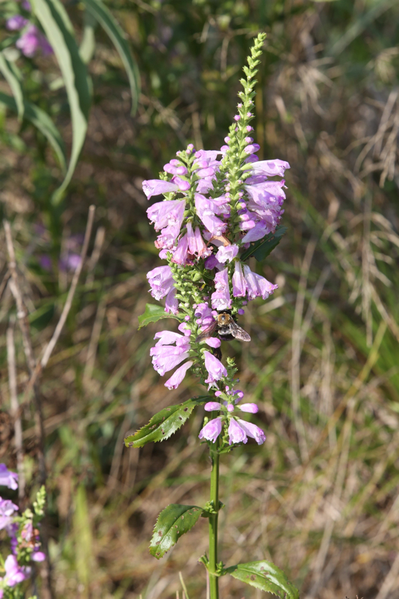 Full Size Image = 634 K