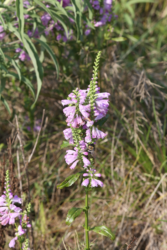 Full Size Image = 717 K