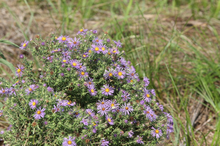 Full Size Image = 1666 K