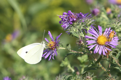 Full Size Image = 293 K