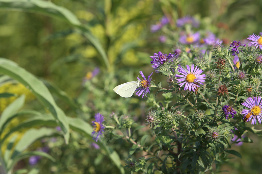 Full Size Image = 1036 K