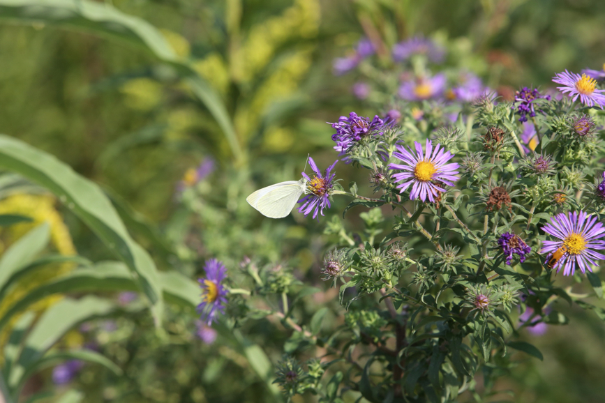 Full Size Image = 1071 K