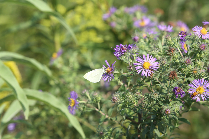 Full Size Image = 1090 K