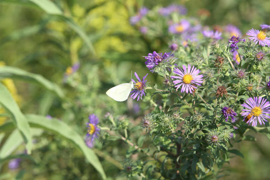 Full Size Image = 1083 K