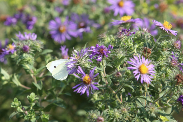 Full Size Image = 662 K