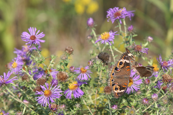 Full Size Image = 699 K