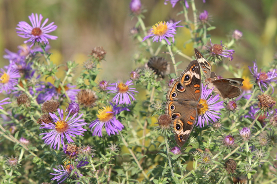 Full Size Image = 689 K