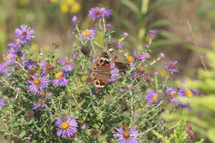 Full Size Image = 1265 K