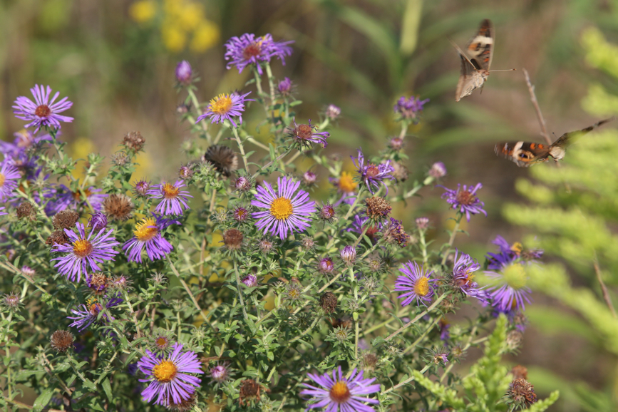 Full Size Image = 1221 K