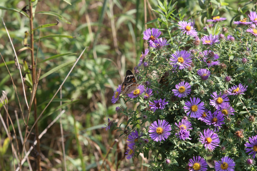 Full Size Image = 1478 K