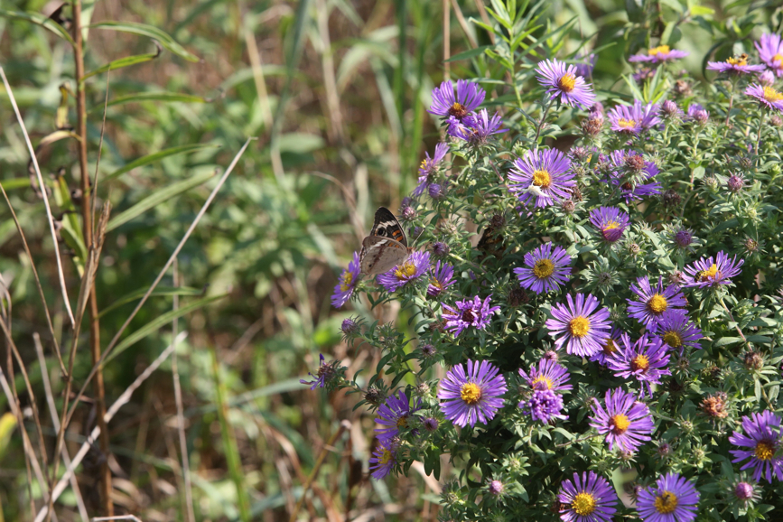 Full Size Image = 1504 K