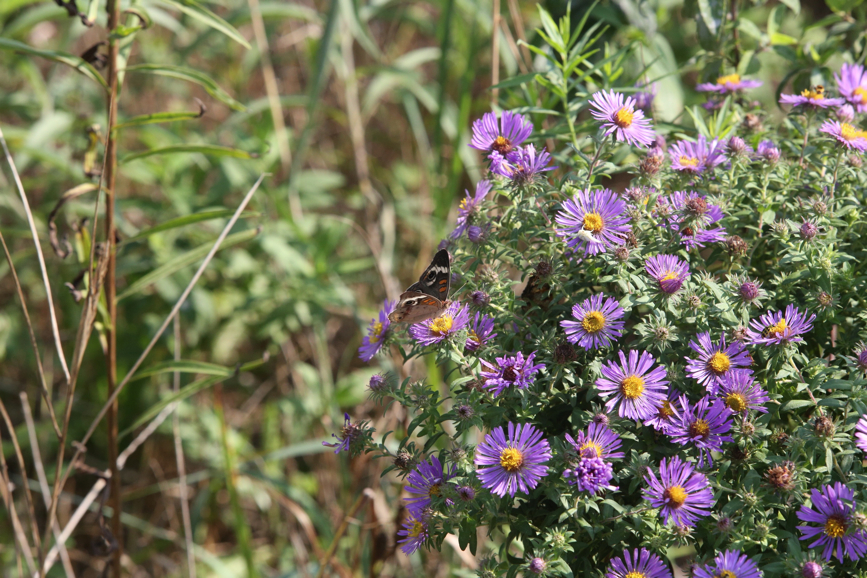 Full Size Image = 1500 K