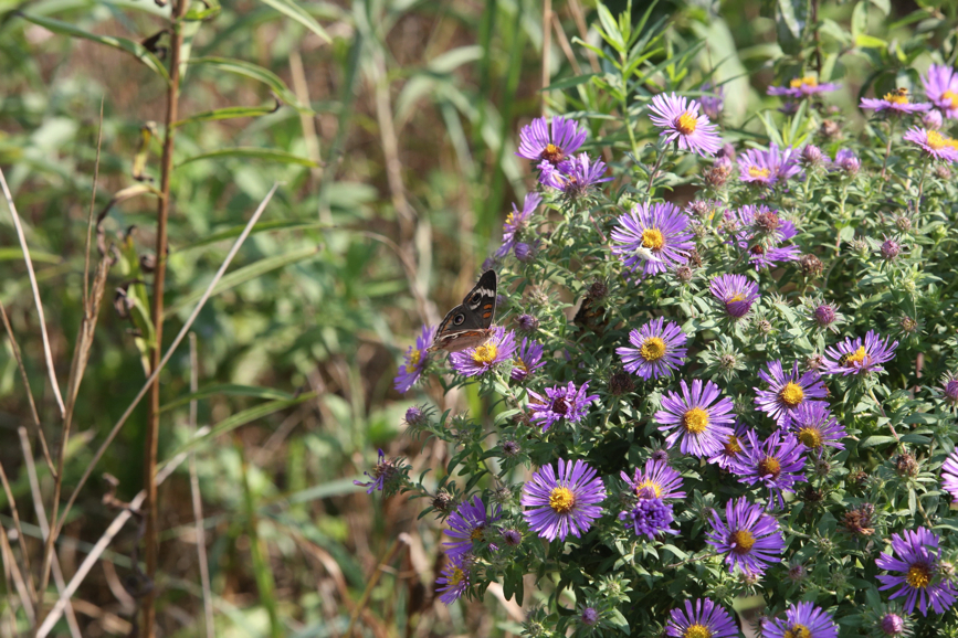 Full Size Image = 1499 K