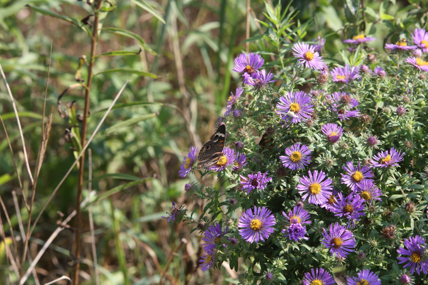 Full Size Image = 1496 K