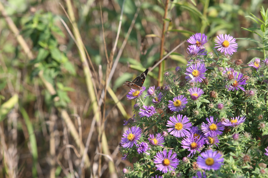 Full Size Image = 1293 K