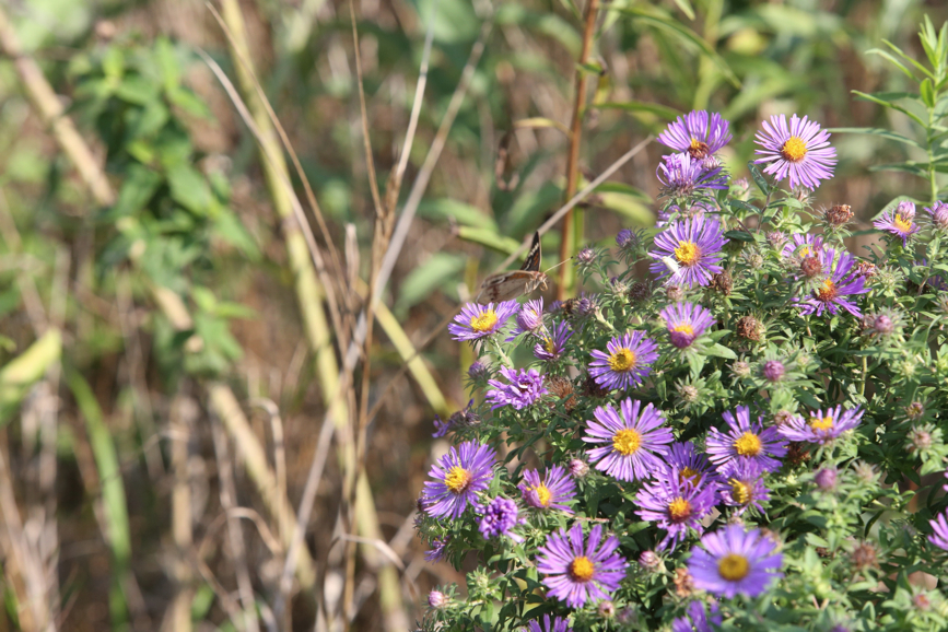 Full Size Image = 1284 K