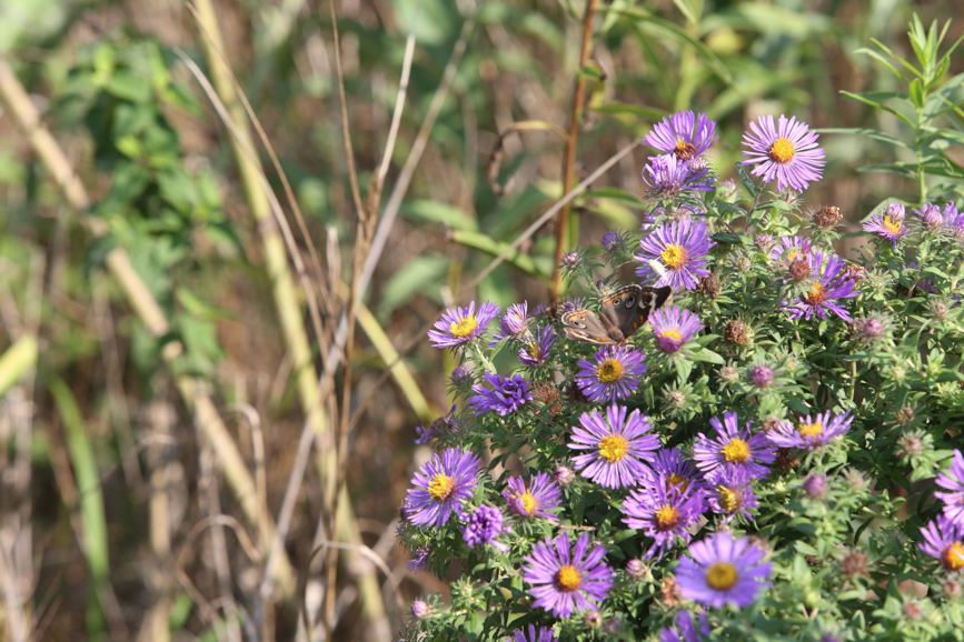 Full Size Image = 1282 K