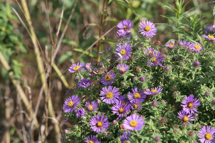 Full Size Image = 1425 K