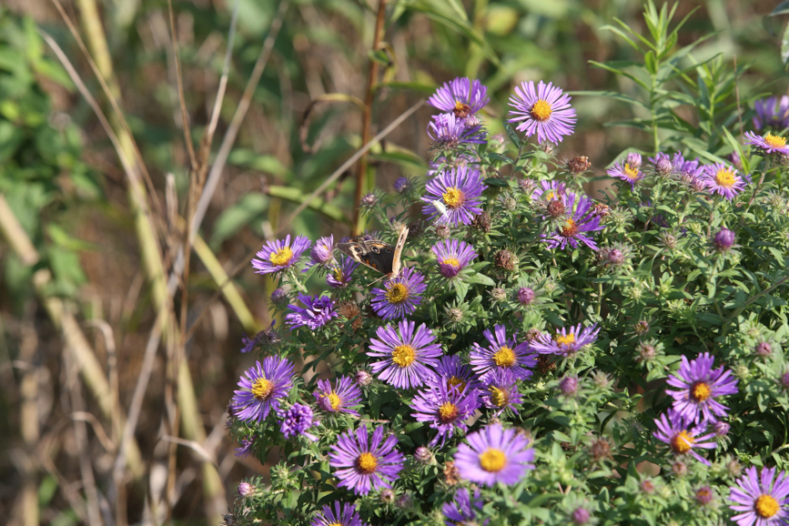 Full Size Image = 1429 K