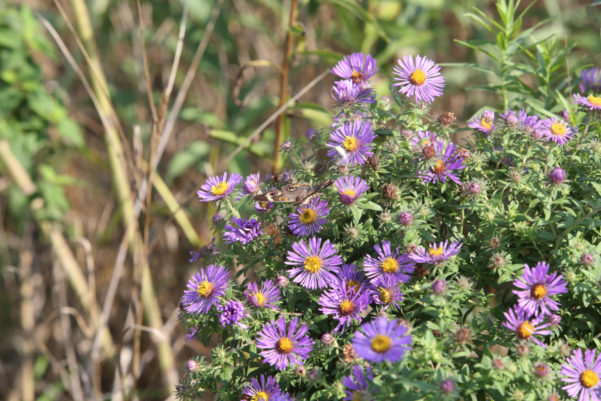 Full Size Image = 1464 K