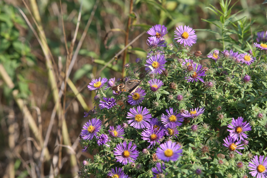 Full Size Image = 1448 K