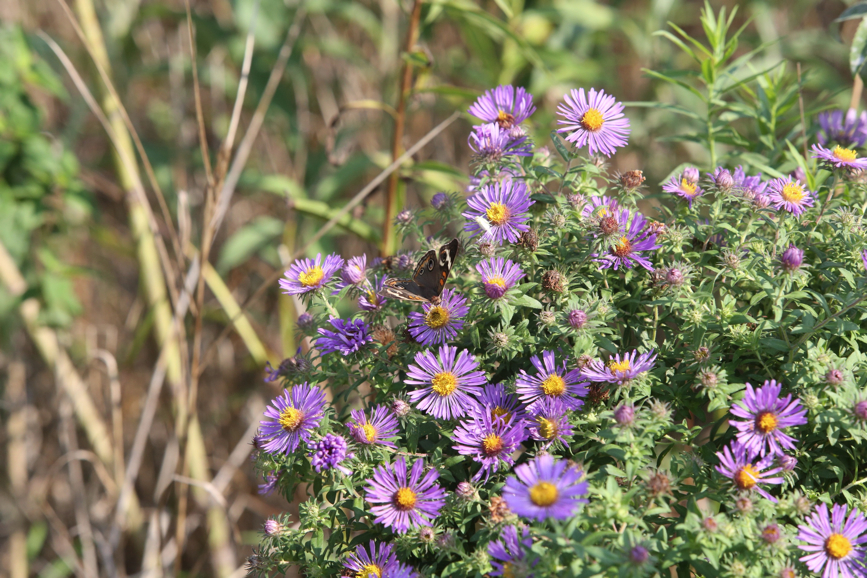 Full Size Image = 1473 K