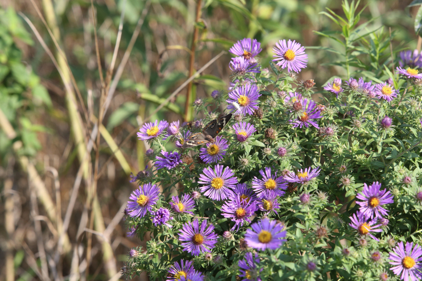 Full Size Image = 1482 K