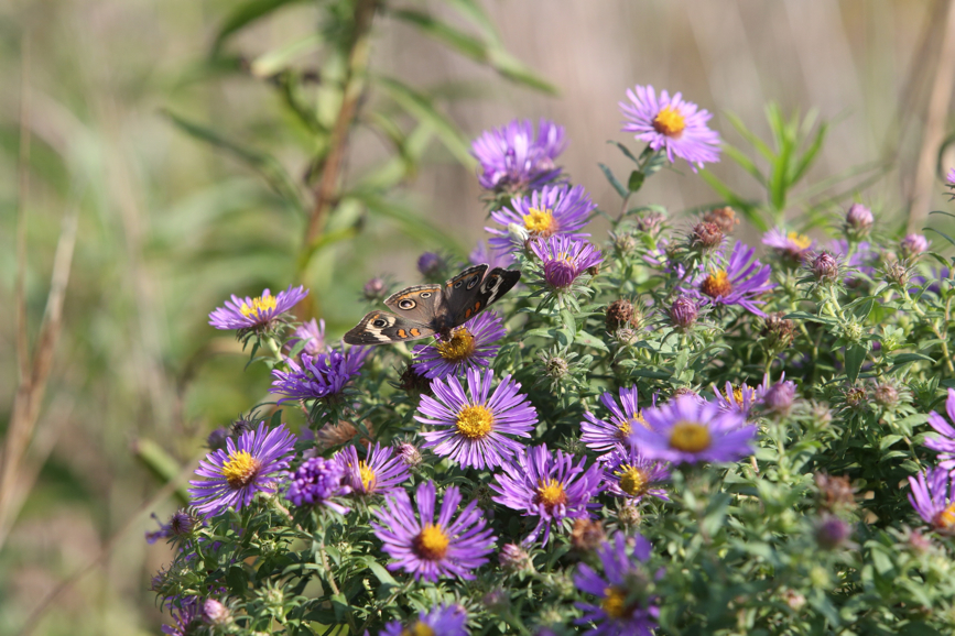 Full Size Image = 1179 K