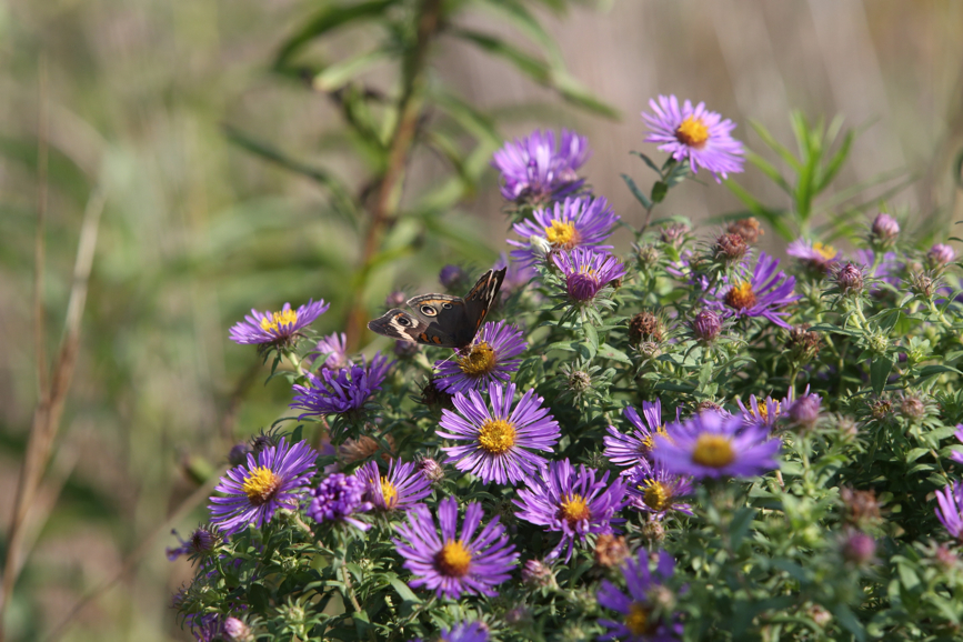 Full Size Image = 1113 K