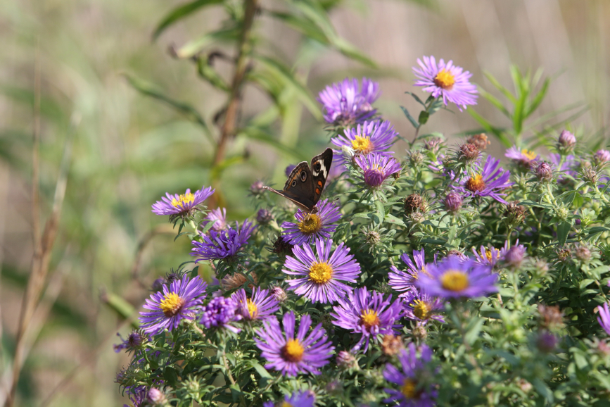 Full Size Image = 1134 K