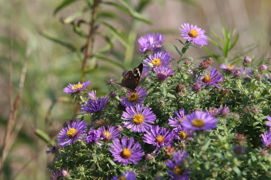 Full Size Image = 1104 K