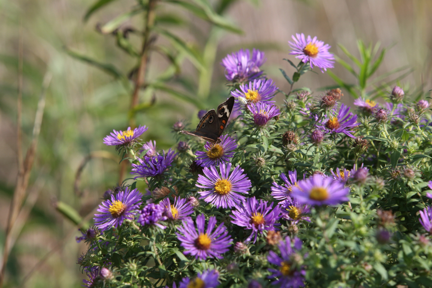 Full Size Image = 1114 K