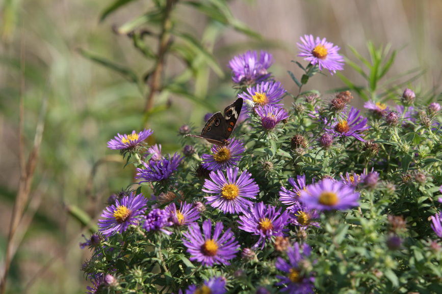 Full Size Image = 1105 K