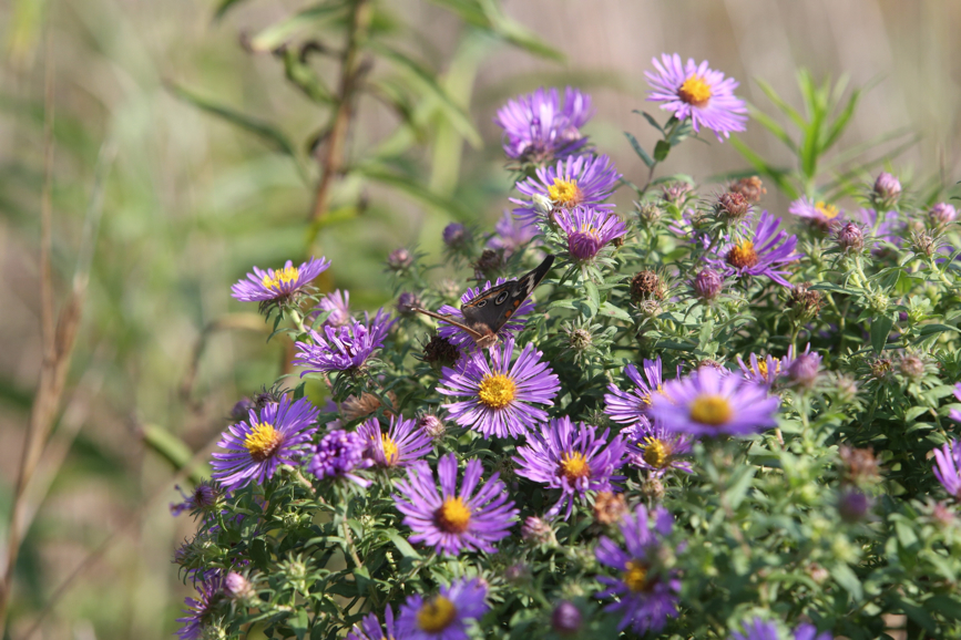 Full Size Image = 1169 K