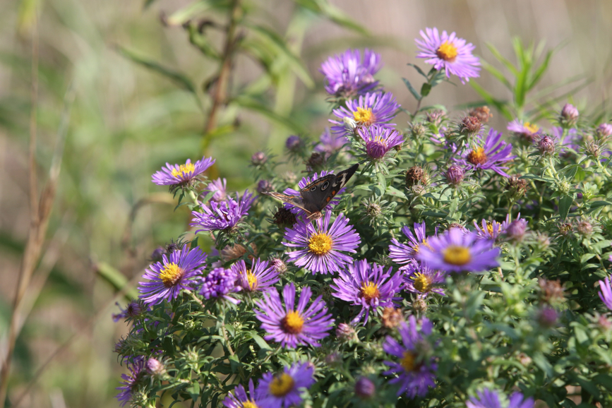 Full Size Image = 1180 K