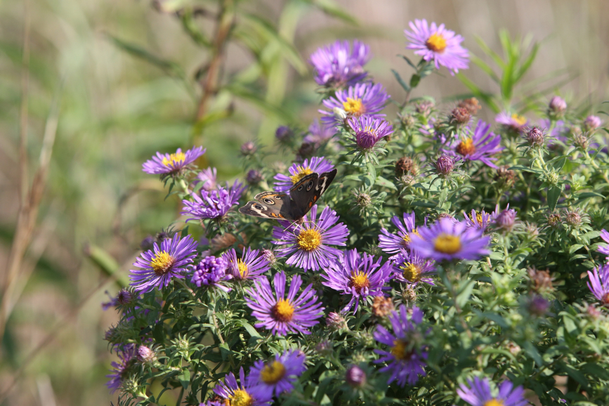 Full Size Image = 1200 K