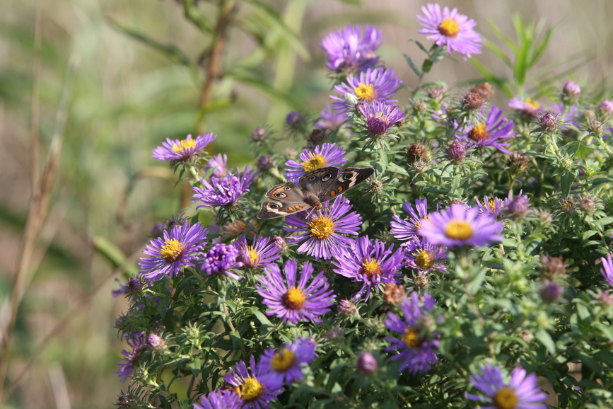 Full Size Image = 1234 K