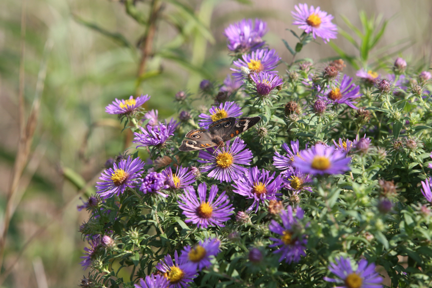 Full Size Image = 1233 K