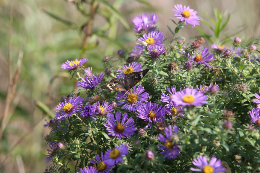 Full Size Image = 1204 K