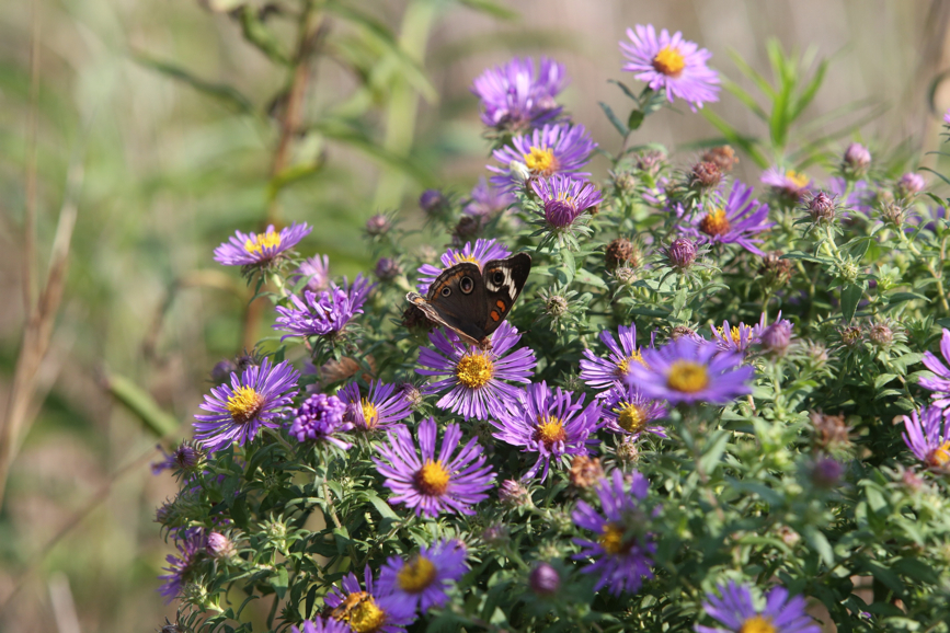 Full Size Image = 1209 K