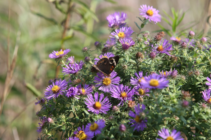 Full Size Image = 1212 K